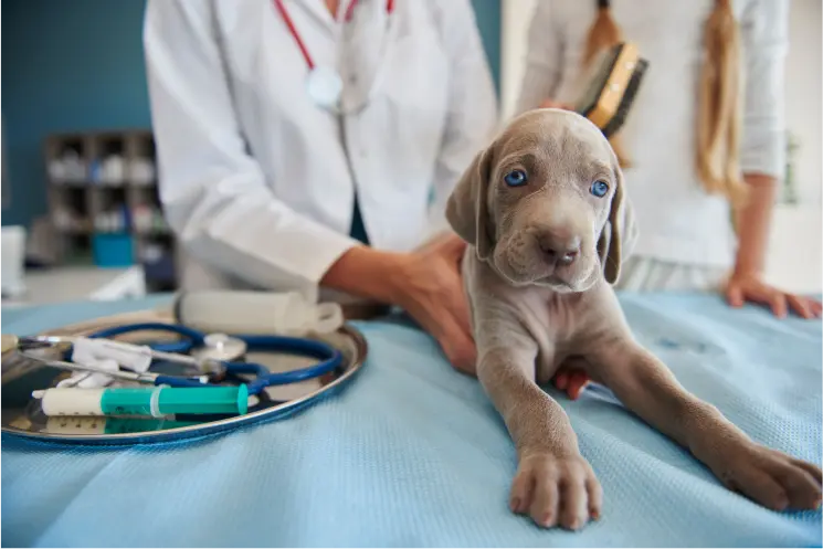 Exploring the future of veterinary health: trends in holistic care & preventive medicine.