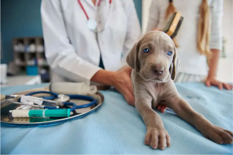 Veterinary Health